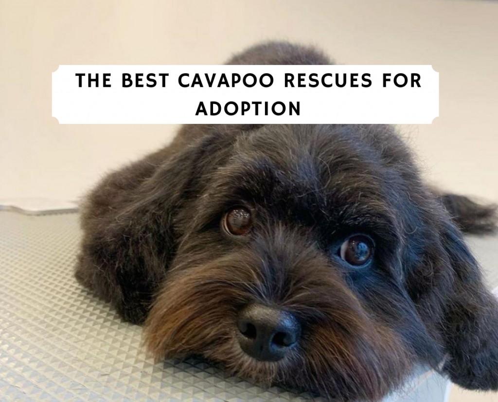 Best Cavapoo Rescues For Adoption 2021 Top 7 Picks We Love Doodles