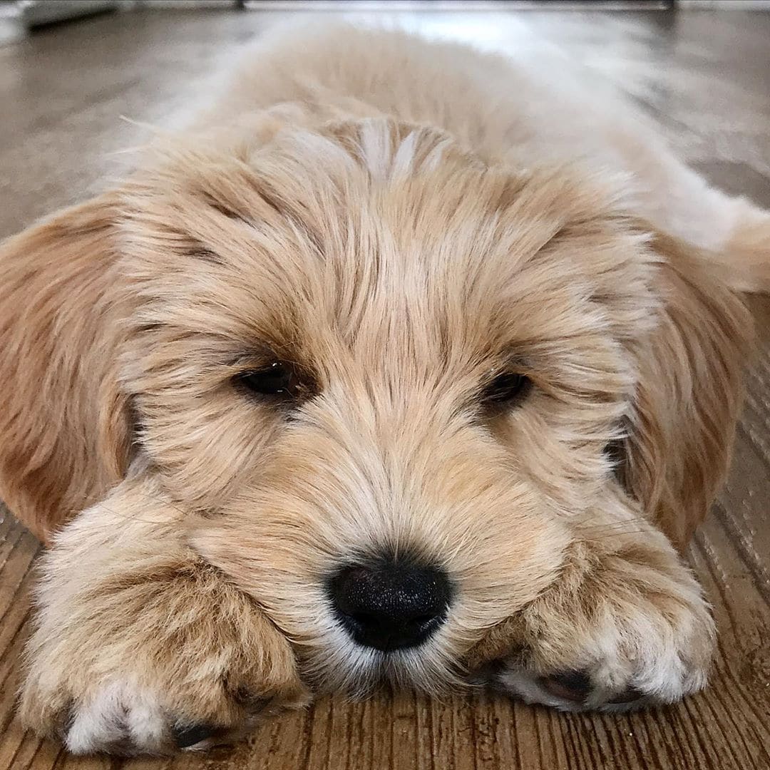 Best Labradoodle Breeders Pennsylvania (PA) - Top 6 Picks! - We Love ...