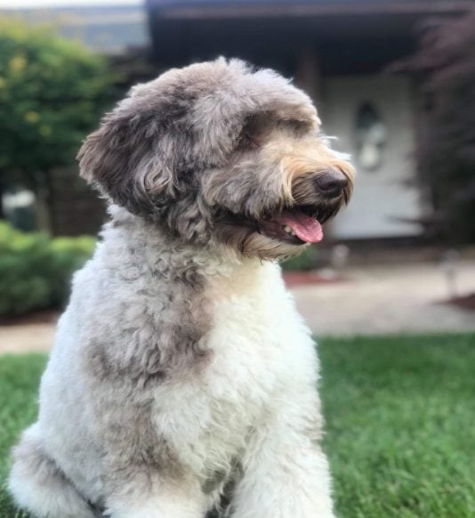 Best Labradoodle Breeders in New Jersey (NJ) Top 5!