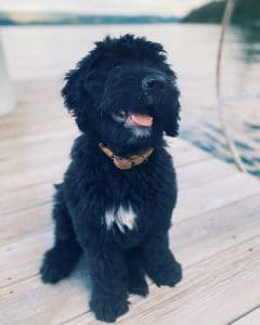 Best Bernedoodle Breeders In Ohio Top 5 Picks 2021 We Love Doodles