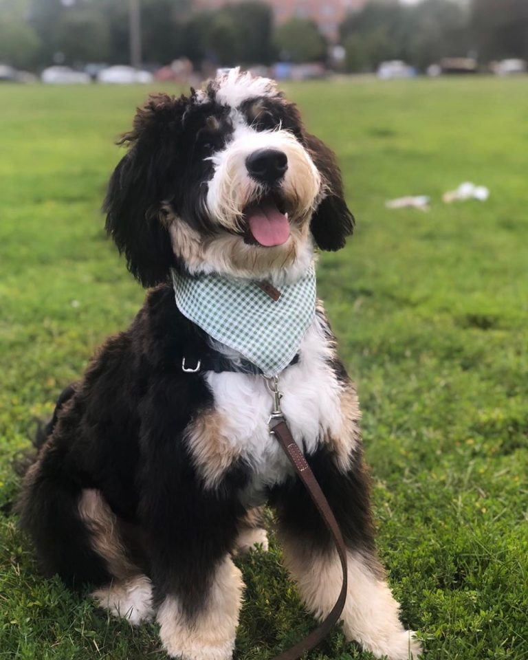 How Much Does A Bernedoodle Cost Howmuchisit Org
