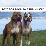 best dog food to build muscle