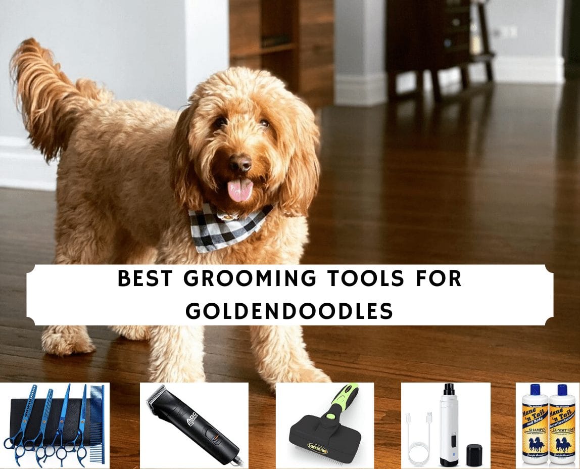 best dog clippers for doodles