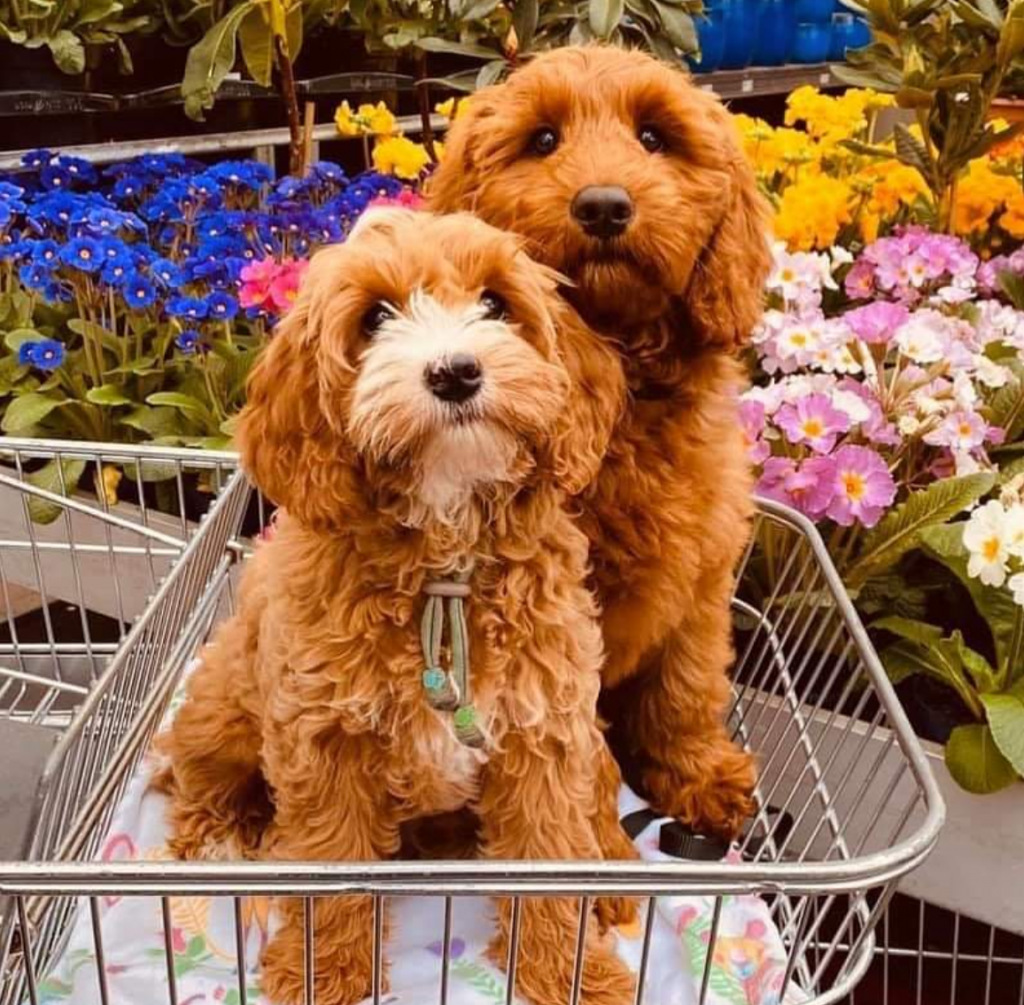 Best Labradoodle Breeders in New Jersey (NJ) - Top 5! 1 best labradoodle breeders in new jersey (nj)