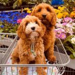 best labradoodle breeders in new jersey (nj)