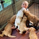 best labradoodle breeders in ohio