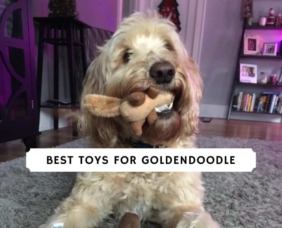 Best Toys for Goldendoodles: A Doodle Dog Mom's Top 6 Picks🐾 -  Happy-Go-Doodle®