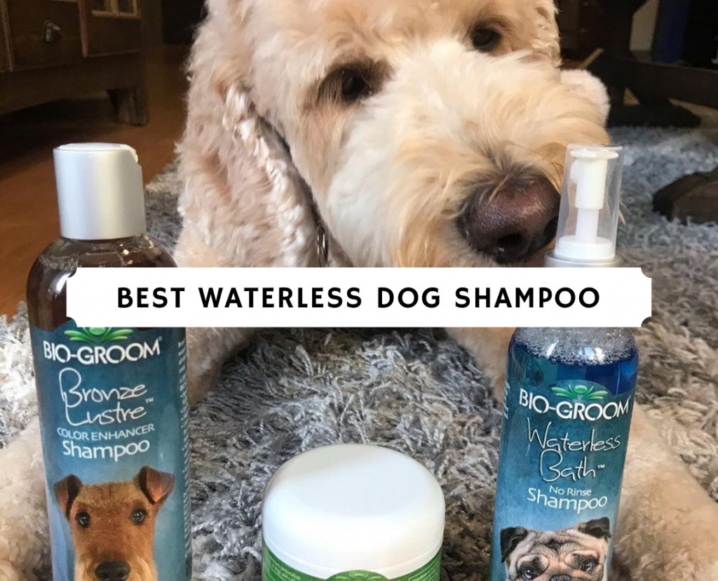 best waterless dog shampoo