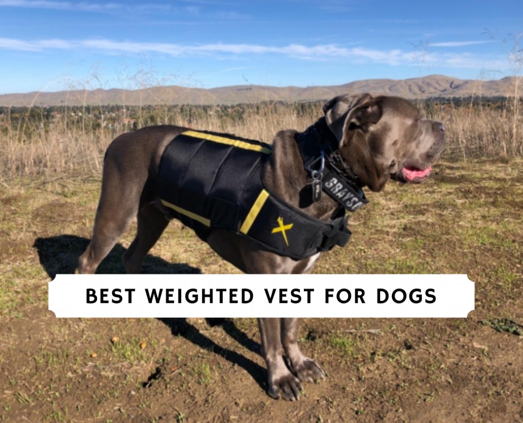 Best Weighted Vest For Dogs 2022 Top 6 Picks We Love Doodles