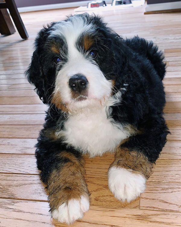 Best Bernedoodle Breeders in California - Top 8 Picks! (2024) - We Love ...