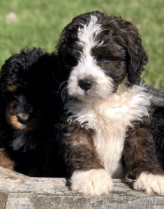 Best Bernedoodle Breeders In Ohio Top 5 Picks 2021 We Love Doodles