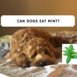can dogs eat Mint