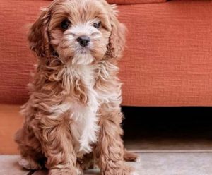 cavapoo rescues