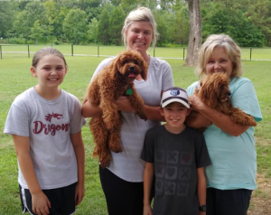 cavapoo rescues