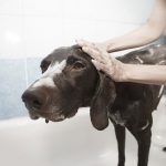 best dog shampoos for yeast infections