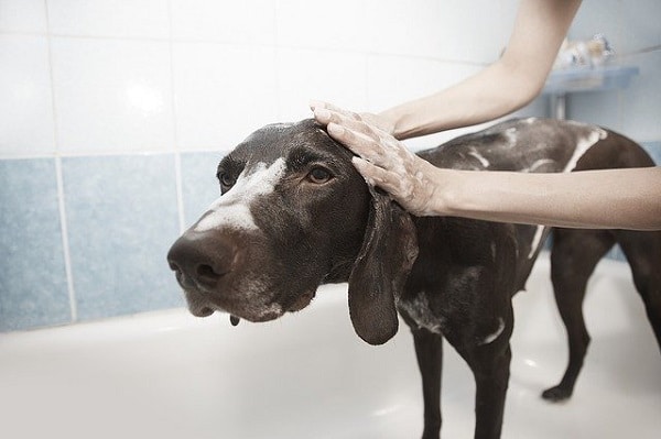 dog shampoo to treat yeast infection