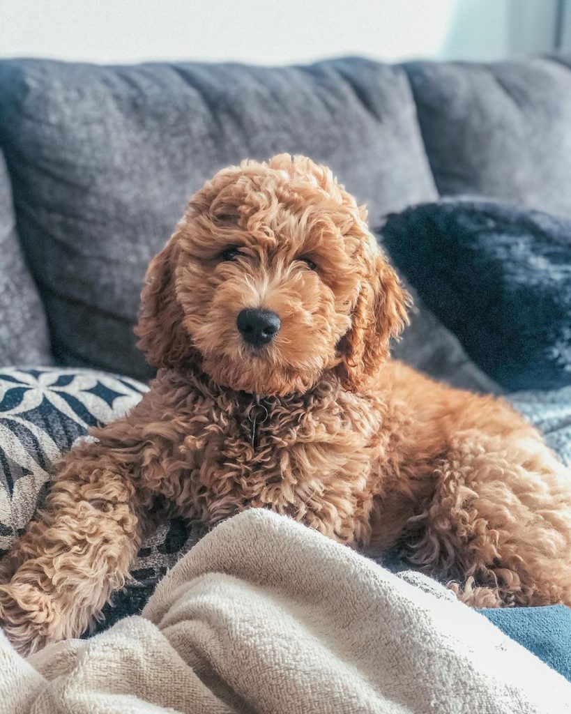 dog food for goldendoodle puppies