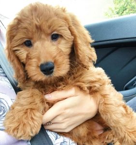  f1 mini goldendoodle bilde