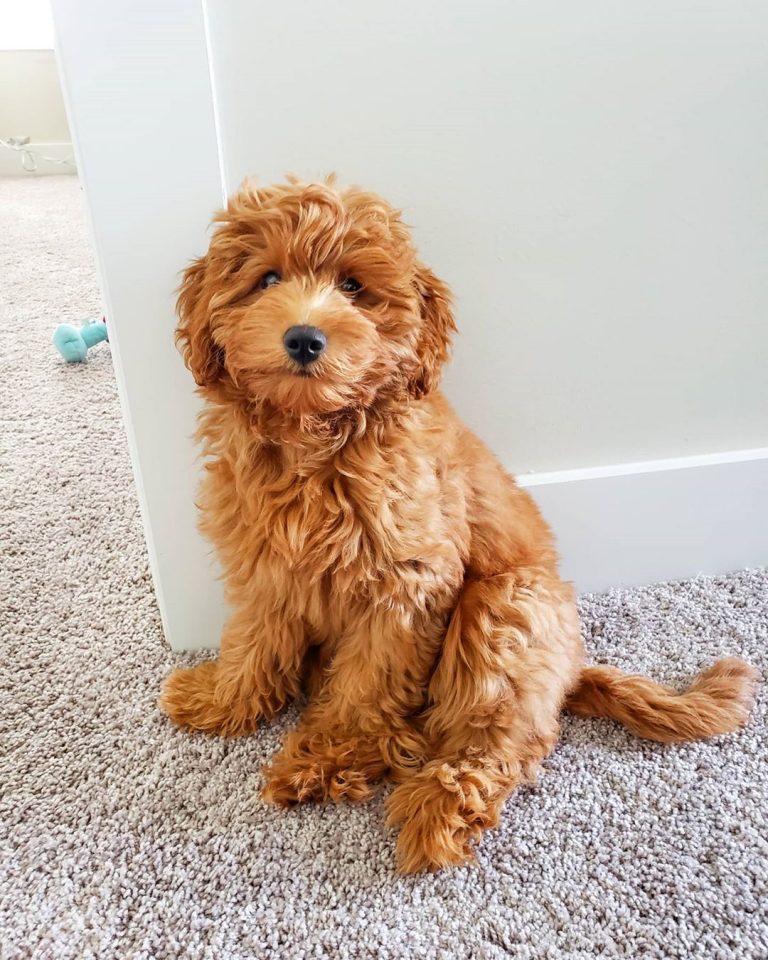 Best Mini Goldendoodle Generation: F1, F1B, F2, F2B, F3! (2022) - We ...