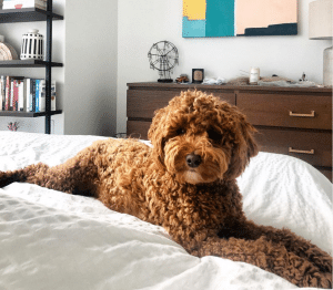 f1bb mini goldendoodle