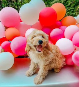 f2 mini goldendoodle billede