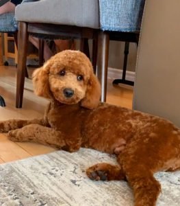 f2bb Mini goldendoodle bild