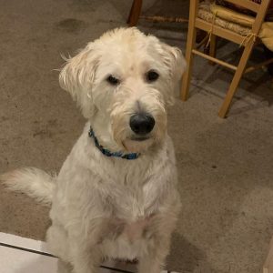 idog labradoodle rescue