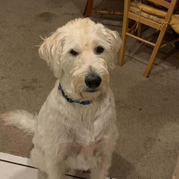 Best Goldendoodle Rescues For Adoption