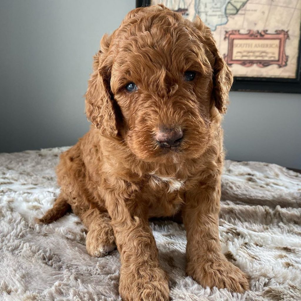 Best Labradoodle Breeders in Ohio Top 6 Picks!