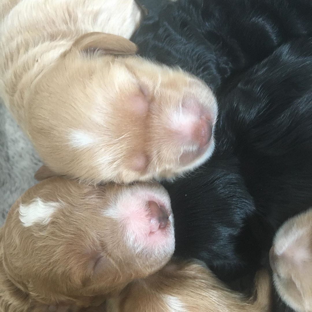 Best Australian Labradoodle Breeders (2021) Top 13! We Love Doodles