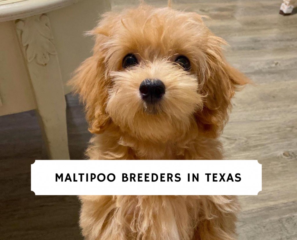 Best Maltipoo Breeders in Texas (2023) - Top 5 Picks! - We Love Doodles