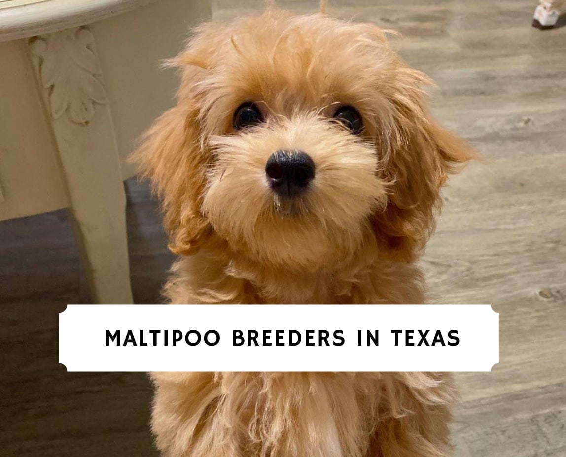 Best Maltipoo Breeders In Texas 2021 Top 3 Picks We Love Doodles