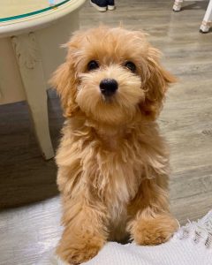 Best Maltipoo Breeders In Texas 2021 Top 3 Picks We Love Doodles