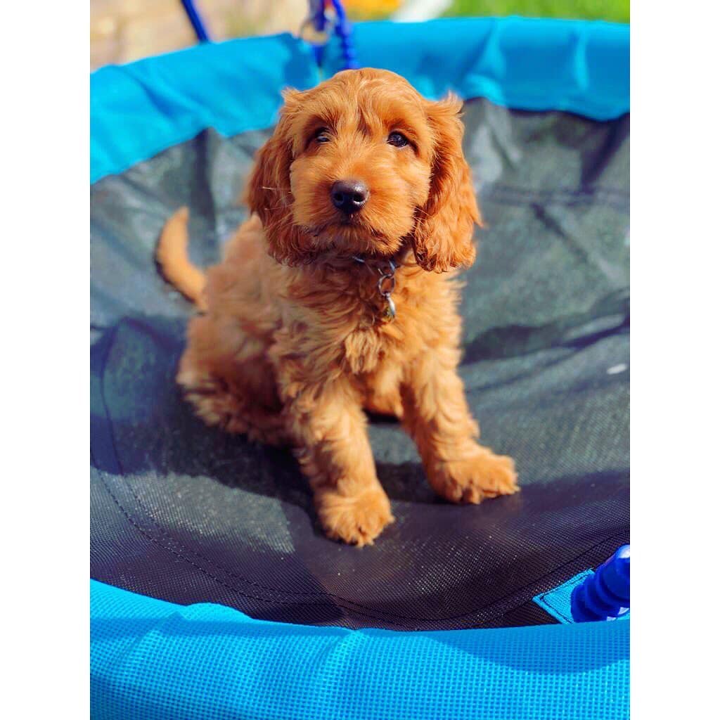 Best Cockapoo Generations (2024) F1, F1B, F1BB, F2, F2B, F3