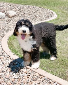 celkové náklady bernedoodle