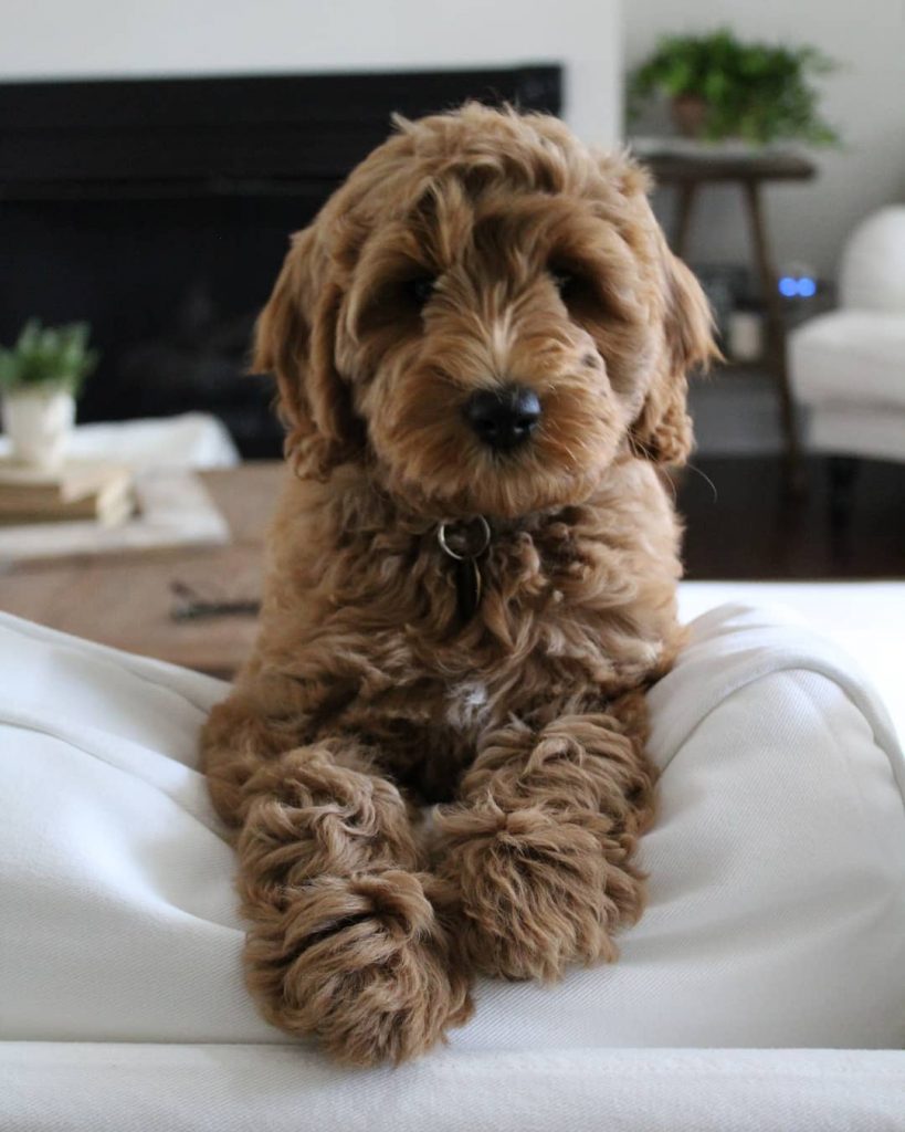 How Much Does a Labradoodle Cost? (2024) - We Love Doodles