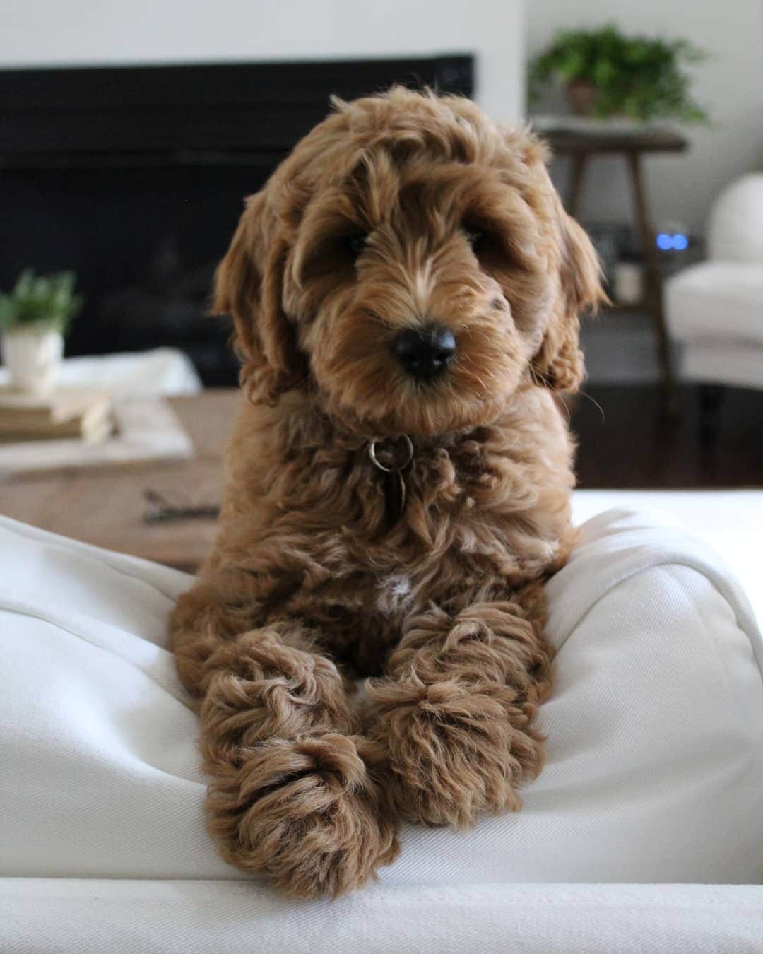 How Much Does a Labradoodle Cost?
