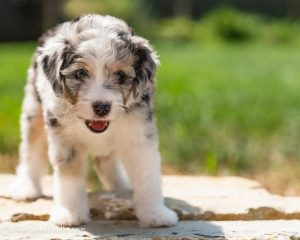 aussiedoodle adoption near me