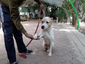 Resgate de animais abandonados