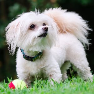 Maltipoo cost for adopting or rescuing