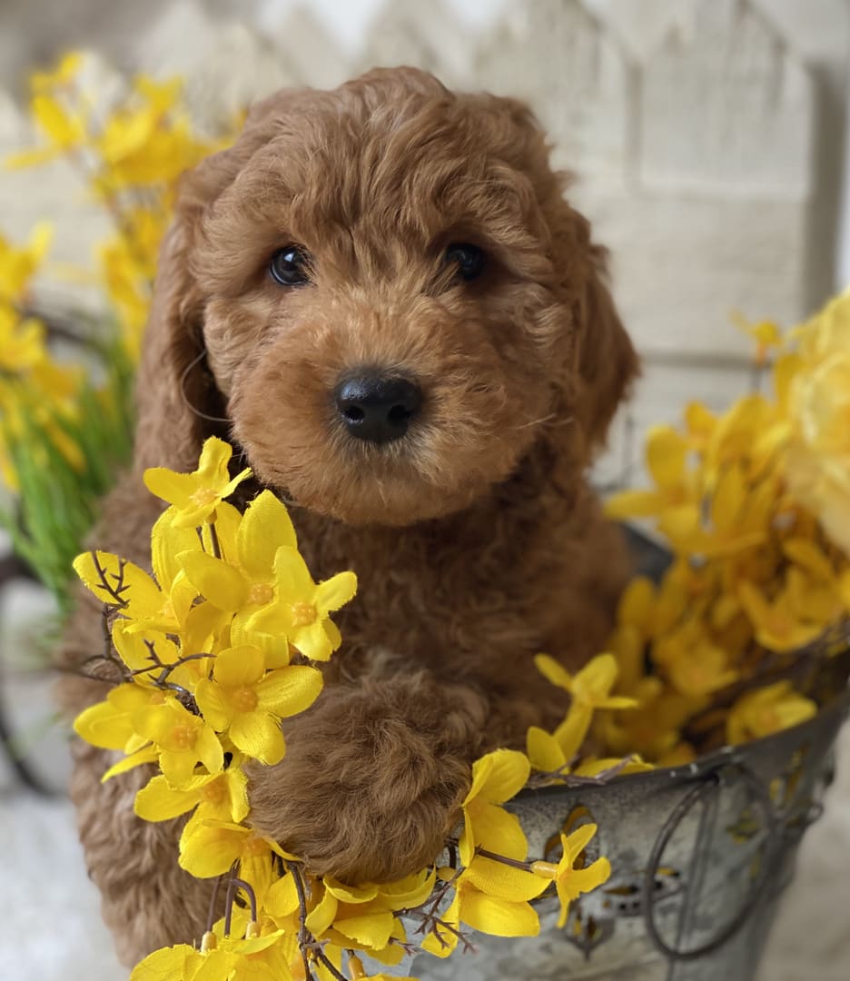 6 Best Goldendoodle Breeders in Massachusetts! (2023) We Love Doodles