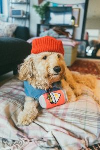 Goldendoodle Puppies In Wisconsin Top 5 Breeders 2021 We Love Doodles