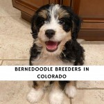 Bernedoodle Breeders in Colorado