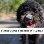 Bernedoodle Breeders in Florida