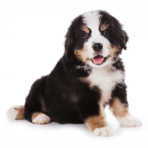 Bernedoodle Breeders in Florida – Top 5 Picks!