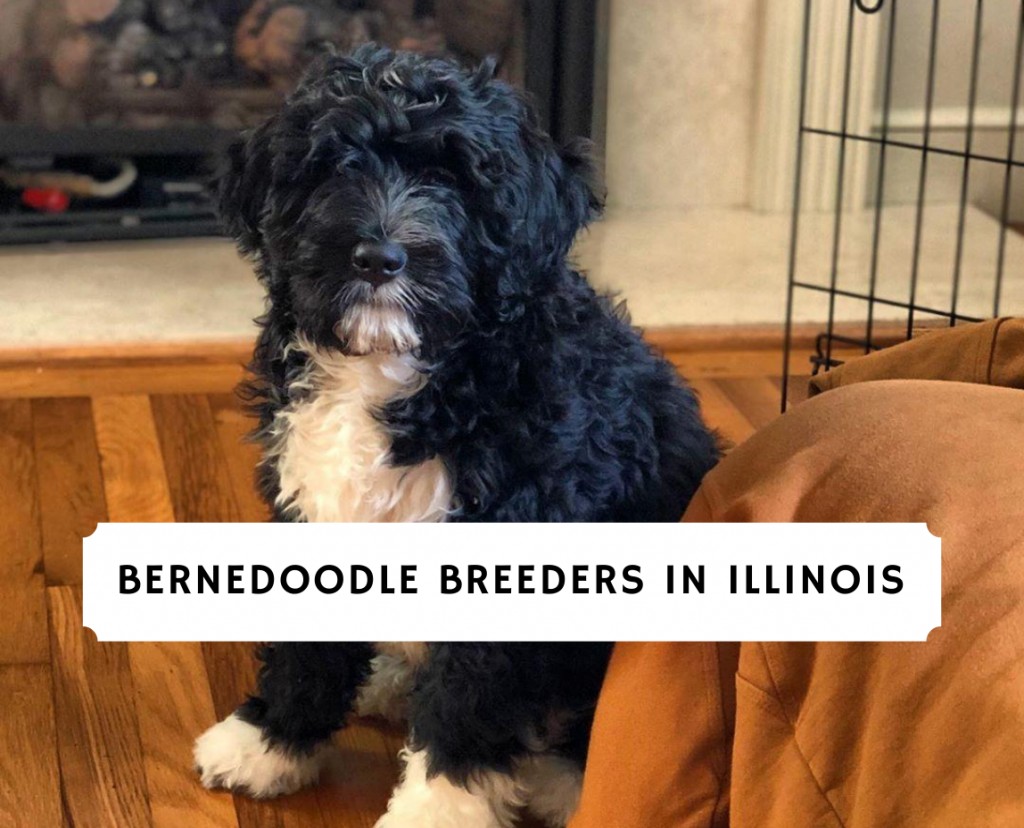 Bernedoodle Breeders In Illinois Top 5 Picks 2021 We Love Doodles