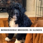 Bernedoodle Breeders in IllinoisBernedoodle Breeders in Illinois