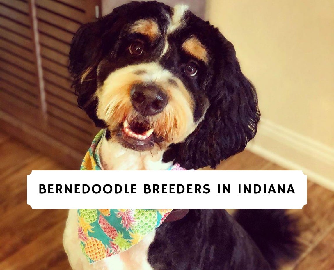 Bernedoodle Breeders In Indiana Top 5 Picks 2021 We Love Doodles