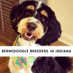 Bernedoodle Breeders in Indiana