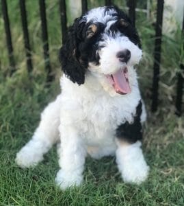 Bernedoodle Puppies In Texas Top 5 Breeders 2021 We Love Doodles